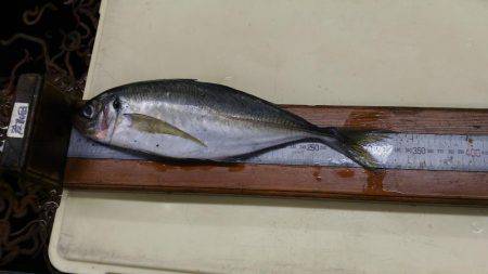 シャクシャク尺