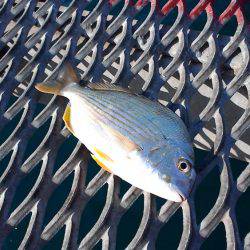 まだまだアオリイカ