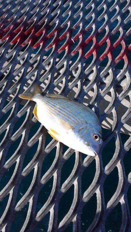 まだまだアオリイカ