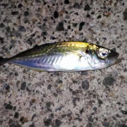 エギングとサビキとヤエン