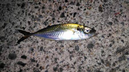 エギングとサビキとヤエン