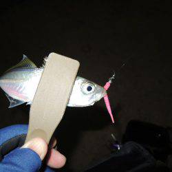 イワシに邪魔されながら