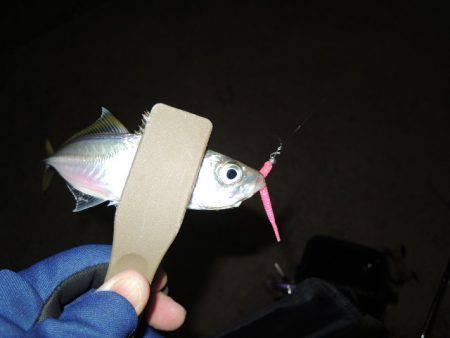 イワシに邪魔されながら