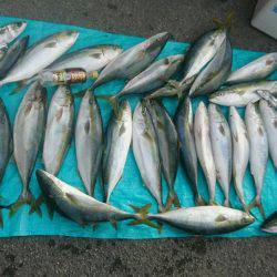 海の大物を探しに旅に出た