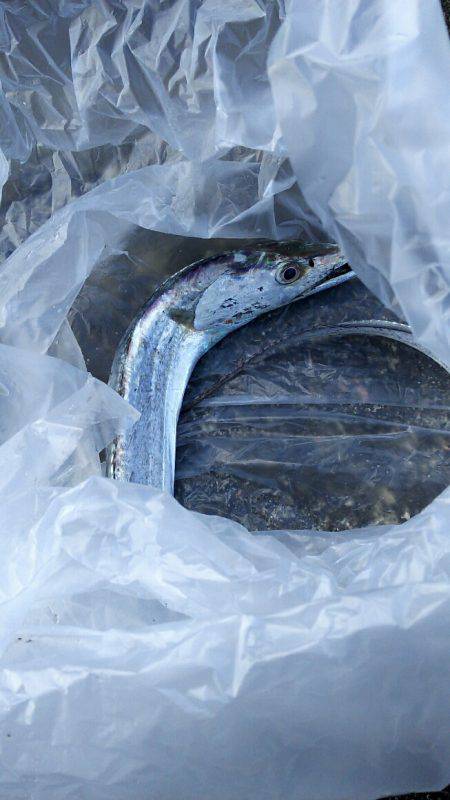 武庫川一文字の朝タチ