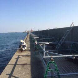 クルクル爆弾、コウイカだー