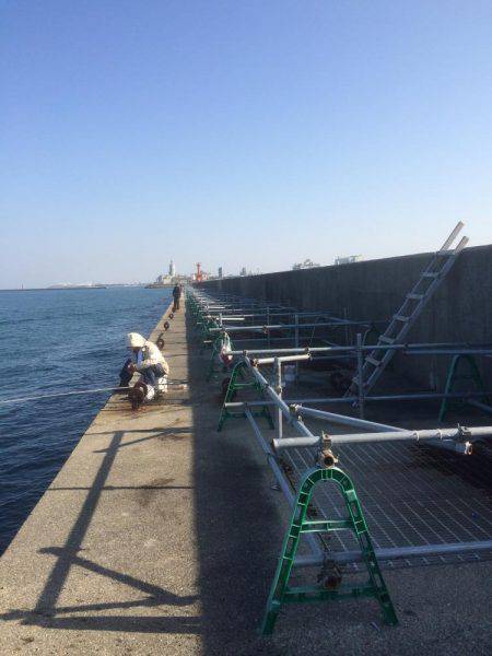 クルクル爆弾、コウイカだー