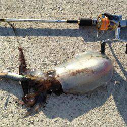 真昼間の短時間で入れ食いでした