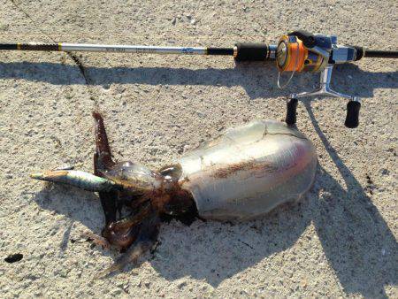 真昼間の短時間で入れ食いでした