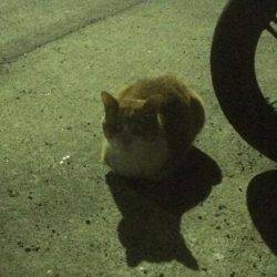 リベンジのアジング