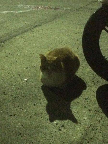 リベンジのアジング