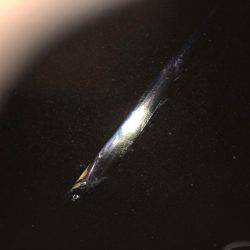 シーバス狙いが