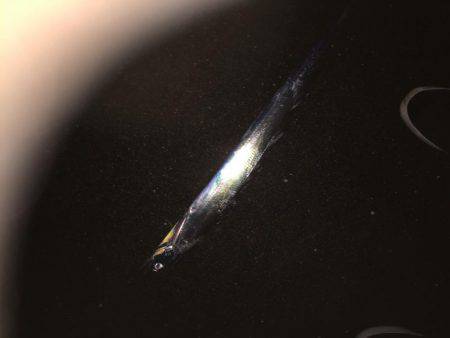 シーバス狙いが