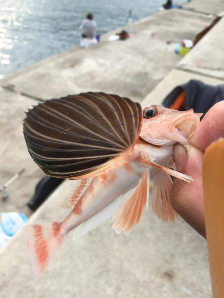 衣奈で久しぶりのカゴ釣り