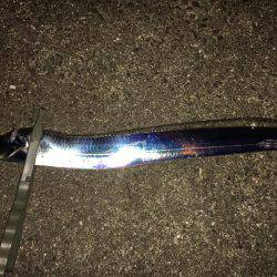 アジングのはずが