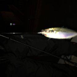 久々アジング！