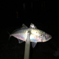 メバルは見れず…