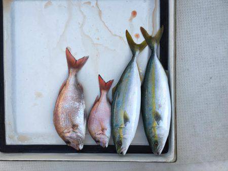 鯛、ハマチ、鯵