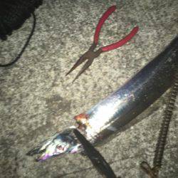 タッチーおるかなぁ