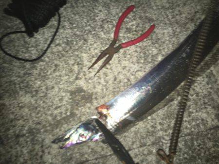 タッチーおるかなぁ