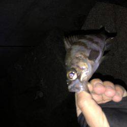 ライトゲーム！