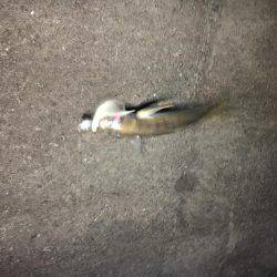 上司初アジング