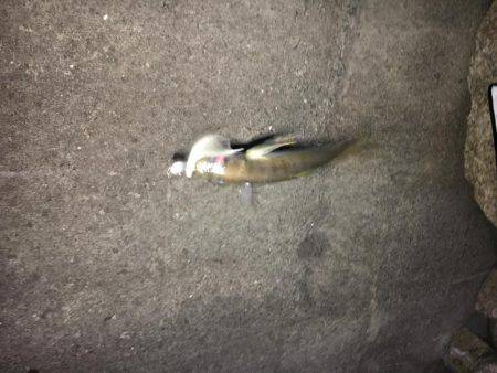 上司初アジング