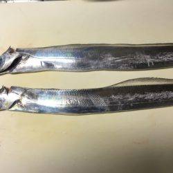 南芦屋浜タチウオ