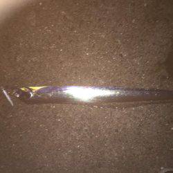 久々のシーバス