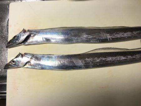 南芦屋浜タチウオ