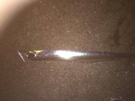 久々のシーバス