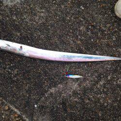 加古川タチウオ調査