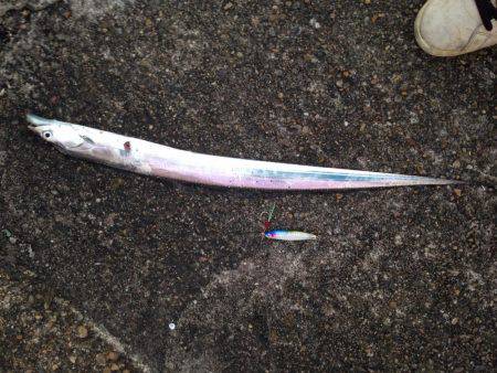 加古川タチウオ調査