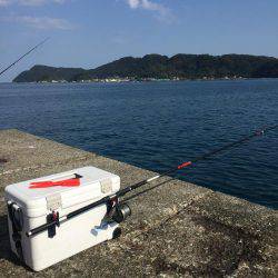 良型マダイ現る！