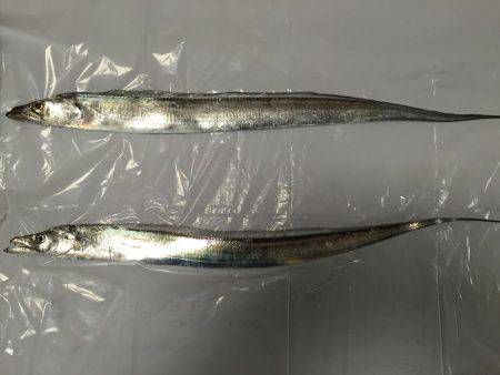 岸和田春木ベランダ刀狩り