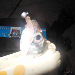 ちょこっとアジング