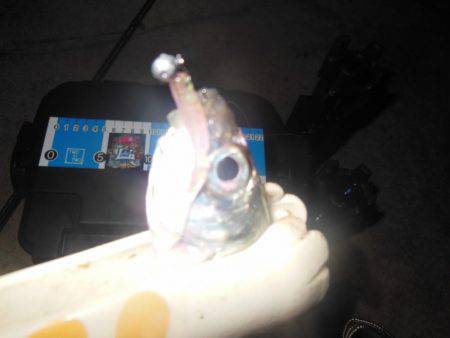 ちょこっとアジング