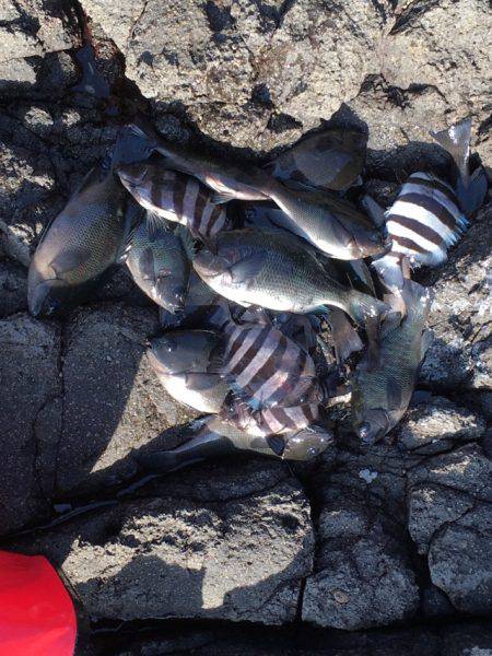 カゴ釣り in 今子浦