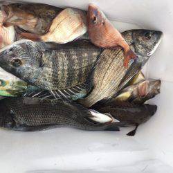 由良渡船 釣果
