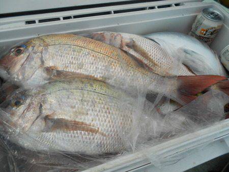 こうゆう丸 釣果