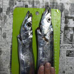 プラッキングタチウオ