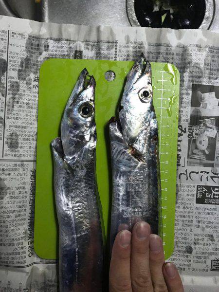 プラッキングタチウオ