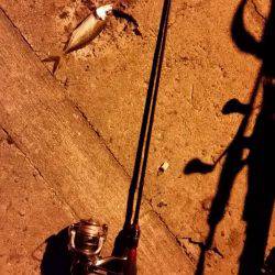 ライトソルト！