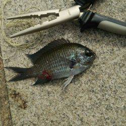 秋アオリが釣りたい　～season2淡路遠征～