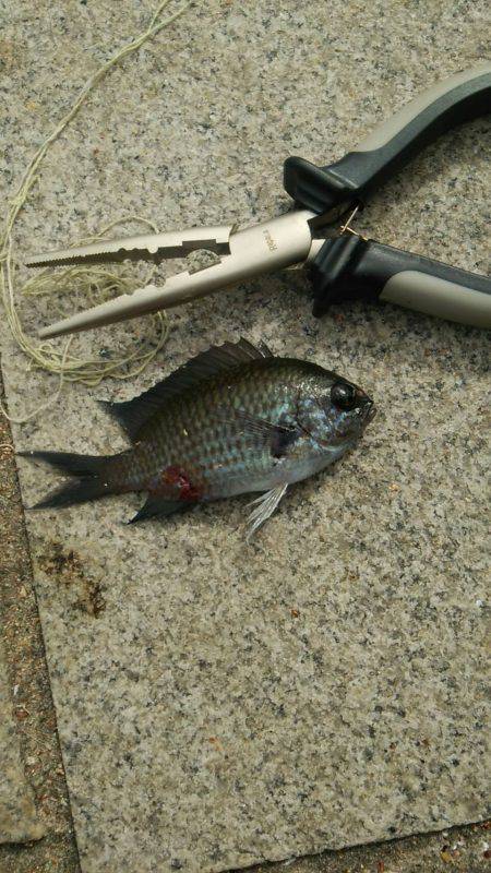 秋アオリが釣りたい　～season2淡路遠征～