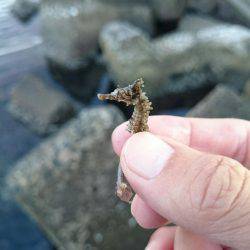 イカを求めてあちこちと・・・