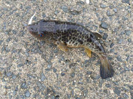 大阪南をランガン