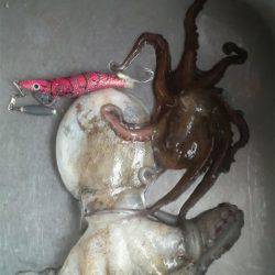 久しぶりのイカですが・・・！