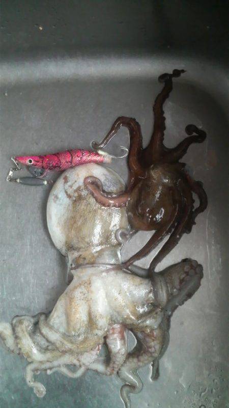 久しぶりのイカですが・・・！