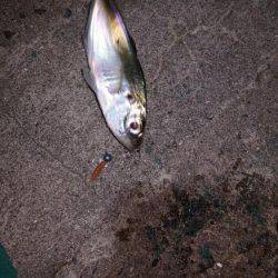 夕マズメに間に合ったが…